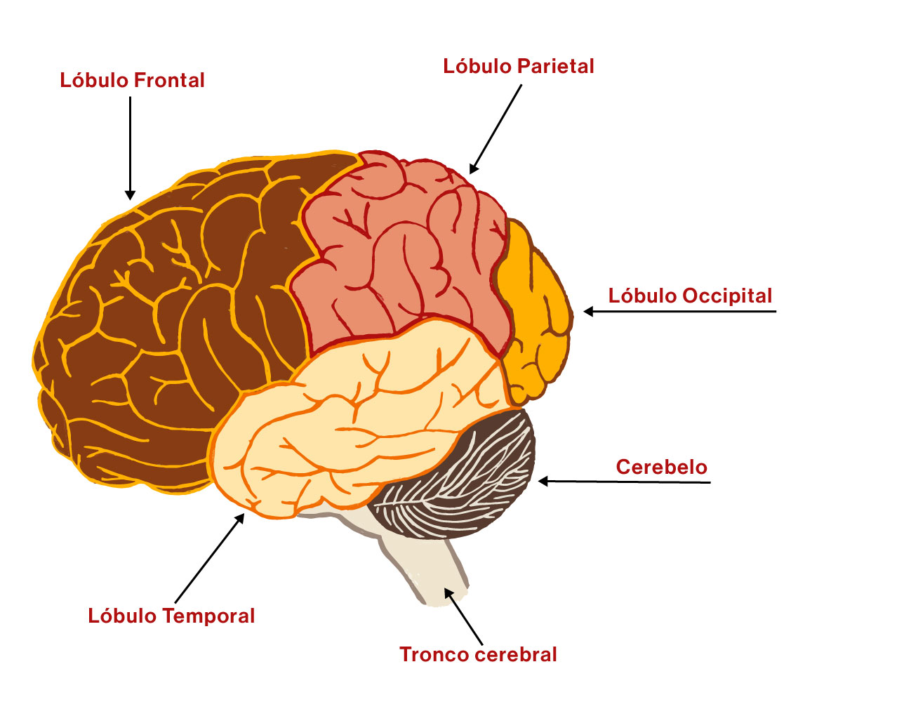 Vista Externa del Cerebro