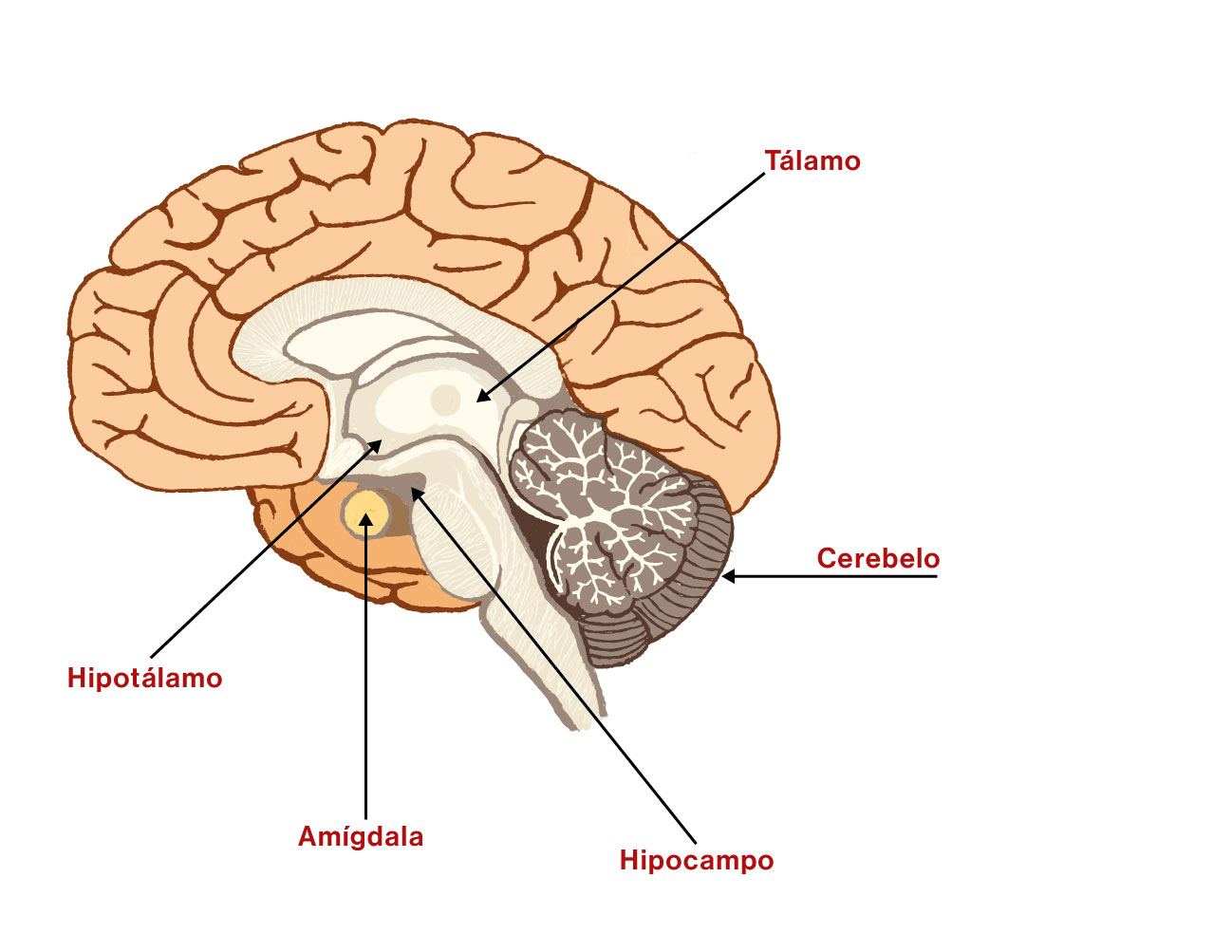 Vista Interna del Cerebro